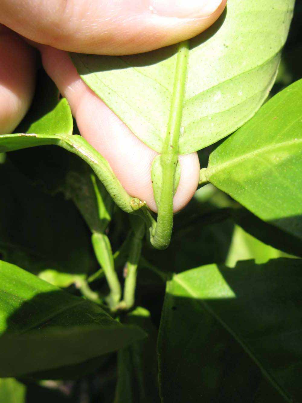              Petiole (Winter Haven, FL)       